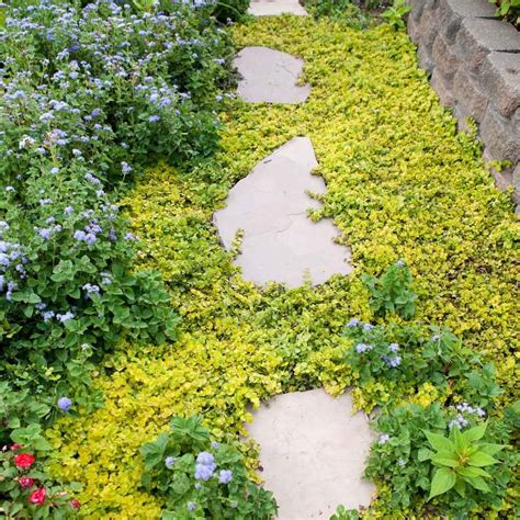 cheap ground cover for large areas
